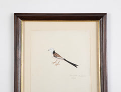 Offset Lithograph from "The Great Bird Book" by Olof Rudbeck The Younger