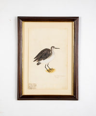 Offset Lithograph from "The Great Bird Book" by Olof Rudbeck The Younger