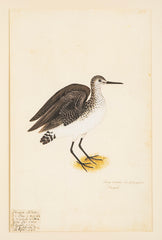 Offset Lithograph from "The Great Bird Book" by Olof Rudbeck The Younger