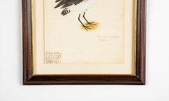 Offset Lithograph from "The Great Bird Book" by Olof Rudbeck The Younger