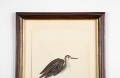 Offset Lithograph from "The Great Bird Book" by Olof Rudbeck The Younger