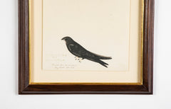 Offset Lithograph from "The Great Bird Book" by Olof Rudbeck The Younger