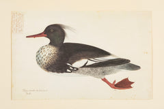 Offset Lithograph from "The Great Bird Book" by Olof Rudbeck The Younger