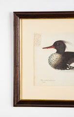 Offset Lithograph from "The Great Bird Book" by Olof Rudbeck The Younger