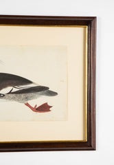 Offset Lithograph from "The Great Bird Book" by Olof Rudbeck The Younger