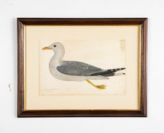 Offset Lithograph from "The Great Bird Book" by Olof Rudbeck The Younger