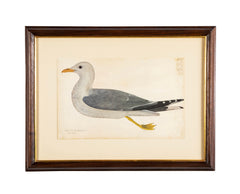Offset Lithograph from "The Great Bird Book" by Olof Rudbeck The Younger