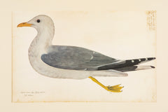 Offset Lithograph from "The Great Bird Book" by Olof Rudbeck The Younger