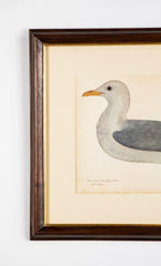 Offset Lithograph from "The Great Bird Book" by Olof Rudbeck The Younger