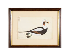 Offset Lithograph from "The Great Bird Book" by Olaf Rudbeck The Younger