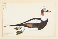 Offset Lithograph from "The Great Bird Book" by Olaf Rudbeck The Younger