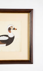 Offset Lithograph from "The Great Bird Book" by Olaf Rudbeck The Younger