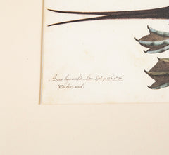 Offset Lithograph from "The Great Bird Book" by Olaf Rudbeck The Younger