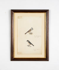 Offset Lithograph from "The Great Bird Book" by Olaf Rudbeck The Younger