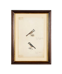 Offset Lithograph from "The Great Bird Book" by Olaf Rudbeck The Younger