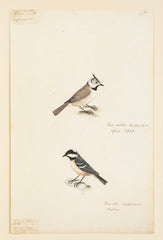 Offset Lithograph from "The Great Bird Book" by Olaf Rudbeck The Younger