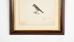 Offset Lithograph from "The Great Bird Book" by Olaf Rudbeck The Younger