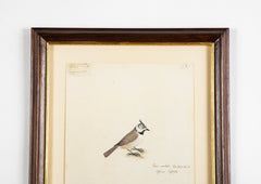 Offset Lithograph from "The Great Bird Book" by Olaf Rudbeck The Younger
