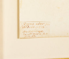 Offset Lithograph from "The Great Bird Book" by Olaf Rudbeck The Younger