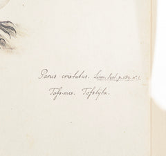 Offset Lithograph from "The Great Bird Book" by Olaf Rudbeck The Younger