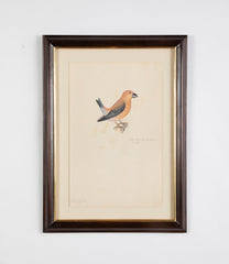 Offset Lithograph from "The Great Bird Book" by Olof Rudbeck The Younger