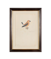 Offset Lithograph from "The Great Bird Book" by Olof Rudbeck The Younger