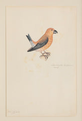 Offset Lithograph from "The Great Bird Book" by Olof Rudbeck The Younger
