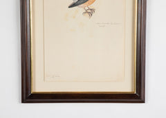 Offset Lithograph from "The Great Bird Book" by Olof Rudbeck The Younger