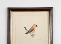 Offset Lithograph from "The Great Bird Book" by Olof Rudbeck The Younger