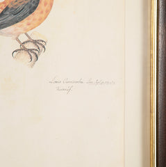 Offset Lithograph from "The Great Bird Book" by Olof Rudbeck The Younger