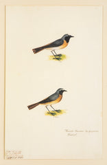 Offset Lithograph from "The Great Bird Book" by Olaf Rudbeck The Younger
