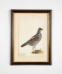 Offset Lithograph from "The Great Bird Book" by Olof Rudbeck The Younger