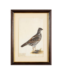 Offset Lithograph from "The Great Bird Book" by Olof Rudbeck The Younger