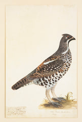 Offset Lithograph from "The Great Bird Book" by Olof Rudbeck The Younger