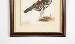 Offset Lithograph from "The Great Bird Book" by Olof Rudbeck The Younger