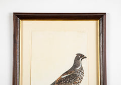 Offset Lithograph from "The Great Bird Book" by Olof Rudbeck The Younger