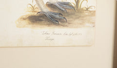 Offset Lithograph from "The Great Bird Book" by Olof Rudbeck The Younger