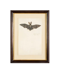 Offset Lithograph from "The Great Bird Book" by Olaf Rudbeck The Younger