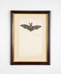 Offset Lithograph from "The Great Bird Book" by Olaf Rudbeck The Younger