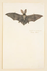 Offset Lithograph from "The Great Bird Book" by Olaf Rudbeck The Younger