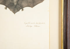 Offset Lithograph from "The Great Bird Book" by Olaf Rudbeck The Younger