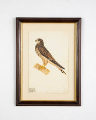 Offset Lithograph from "The Great Bird Book" by Olof Rudbeck The Younger