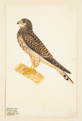 Offset Lithograph from "The Great Bird Book" by Olof Rudbeck The Younger