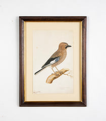 Offset Lithograph from "The Great Bird Book" by Olof Rudbeck The Younger