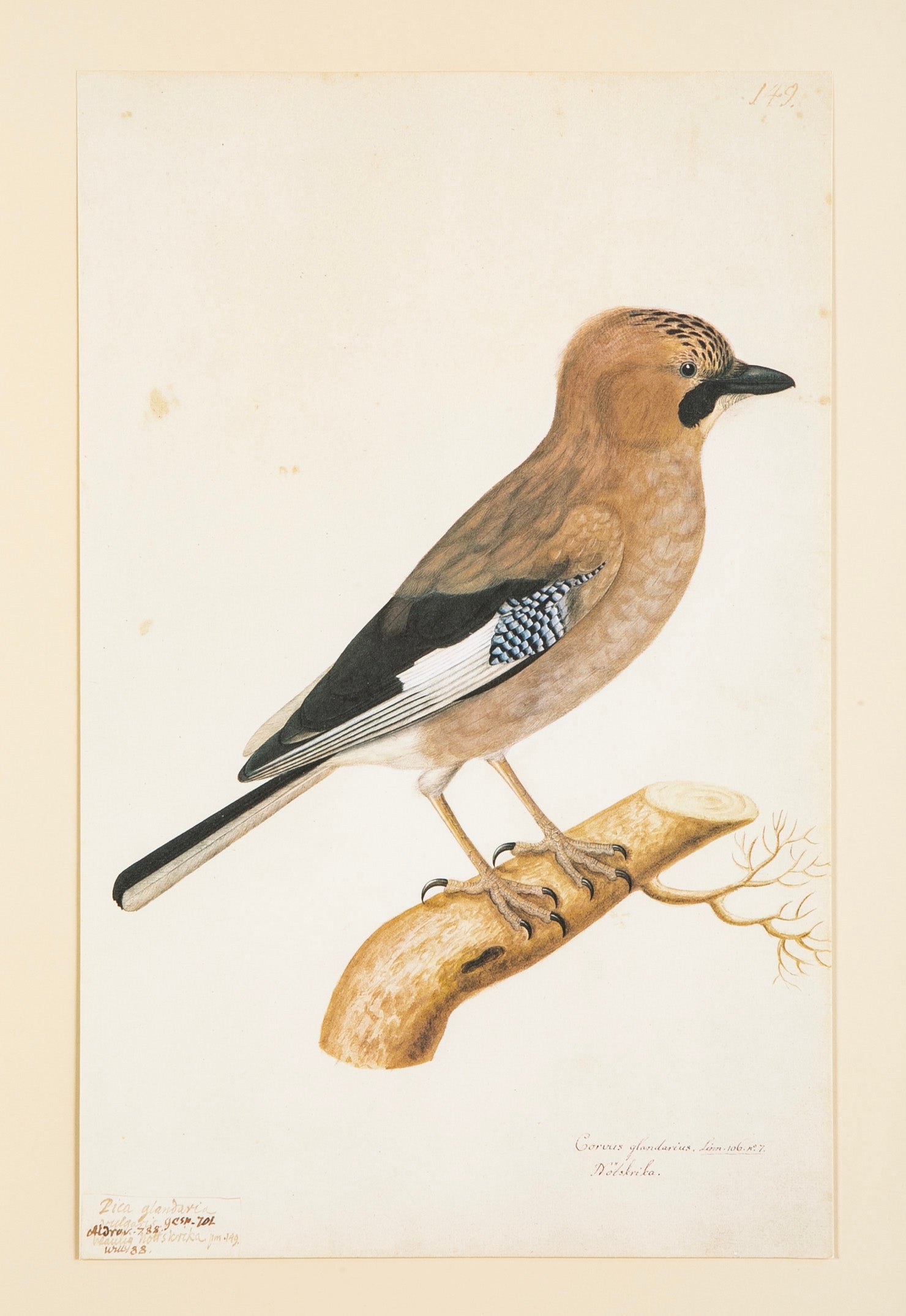 Offset Lithograph from "The Great Bird Book" by Olaf Rudbeck The Younger