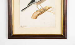 Offset Lithograph from "The Great Bird Book" by Olof Rudbeck The Younger