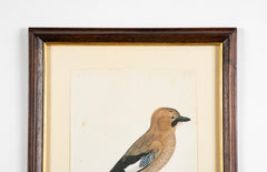Offset Lithograph from "The Great Bird Book" by Olof Rudbeck The Younger
