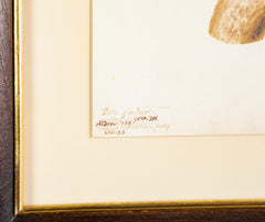 Offset Lithograph from "The Great Bird Book" by Olof Rudbeck The Younger