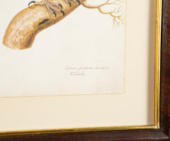 Offset Lithograph from "The Great Bird Book" by Olof Rudbeck The Younger