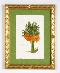 Pierre Joseph Buchoz Original Hand Colored Engraving of Fritillaria Imperialis